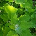 Chenopodium albumЛист