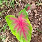 Caladium bicolor Leaf