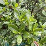 Escallonia illinita पत्ता