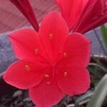 Cyrtanthus elatus Flower