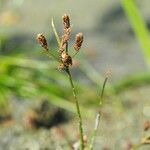 Fimbristylis autumnalis Fruit