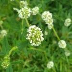 Spermacoce verticillata फूल