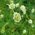 Spermacoce verticillata Flower