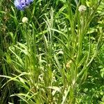 Centaurea cyanus 整株植物