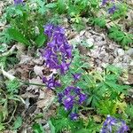 Delphinium tricorne ফুল