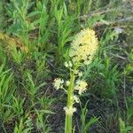 Toxicoscordion paniculatum Flor