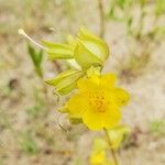 Erythranthe guttata Bloem