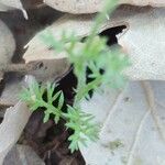 Chaetopappa asteroides Leaf