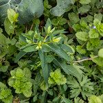 Euphorbia platyphyllos Habit