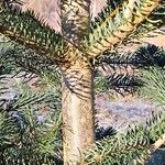 Abies nordmanniana বাকল