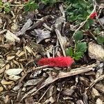 Acalypha herzogiana Květ