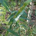 Eucalyptus viminalis Feuille