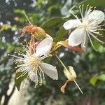 Eugenia uniflora Flors