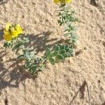 Linaria thymifolia Flor