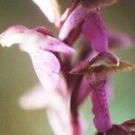 Orchis spitzelii Квітка