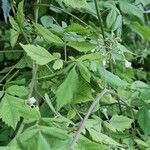 Cardiospermum grandiflorum Libunga