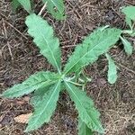 Cirsium altissimum ഇല