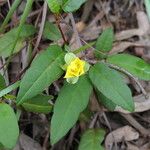 Hibbertia dentata 花