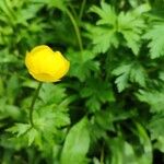 Trollius europaeusFlower