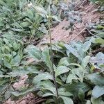 Silene latifolia Habit