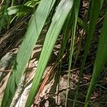 Carex divulsa Blad