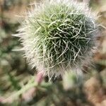 Echinops macrophyllus Flor