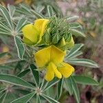 Crotalaria grahamiana Flor