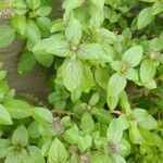 Ocimum kilimandscharicum برگ