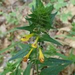 Melampyrum catalaunicum List