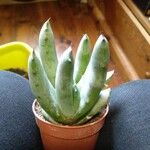 Aloe petricola Hostoa