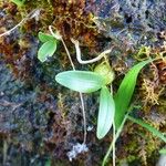 Bulbophyllum minutum Habitus