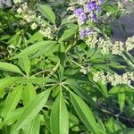 Vitex agnus-castus葉