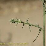 Salsola australis ᱮᱴᱟᱜ