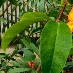 Rhododendron laetum Folla