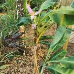 Musa ornata Fleur