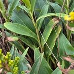 Solidago sempervirens Folla