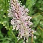 Plantago mediaFlower