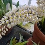 Coelogyne multifloraΛουλούδι