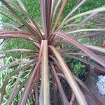 Cordyline australis ഇല