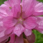 Sidalcea cusickii Flower