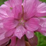 Sidalcea cusickii 花