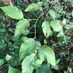 Ostrya carpinifolia Leaf