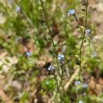 Myosotis stricta Blüte