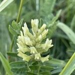 Astragalus cicer 花