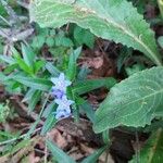 Buglossoides purpurocaerulea花