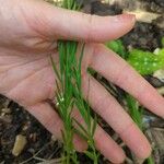 Linum pratense Leaf