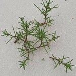 Salsola soda Hoja