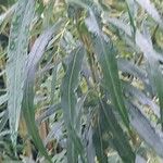 Salix viminalis Hoja