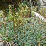 Saxifraga squarrosa Habitus