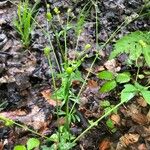 Ranunculus abortivus Fiore